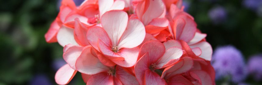 overwintering geraniums