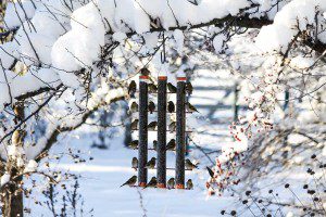 finch-feeder-editPS