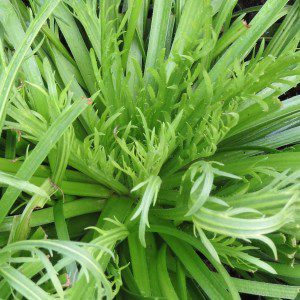 geranium check 017_crop