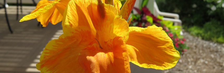 canna lilies