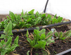 this week junco 009_crop