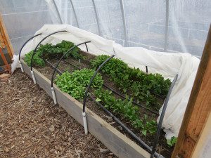 birds hoop house 009