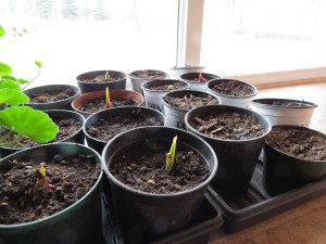 canna flicker woodpecker 006