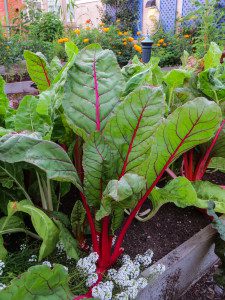 Chard shady vegetable gardens