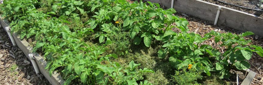 potato, vegetable garden tour