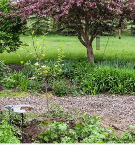 crabapple, magnolia Butterflies