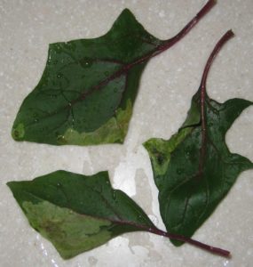 organic insect control, leaf miner damage