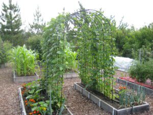 bean arbor, planting pole beans