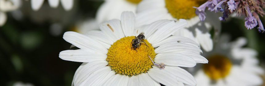 bee on daisy, pollinator, garden fair