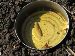 organic insect control, slug in beer trap