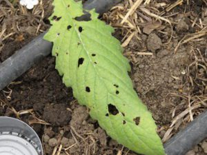 organic insect control, slug damage