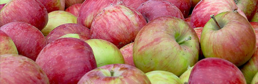 growing apples organically