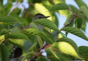 catbird