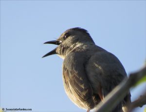 bird photography tips, catbird