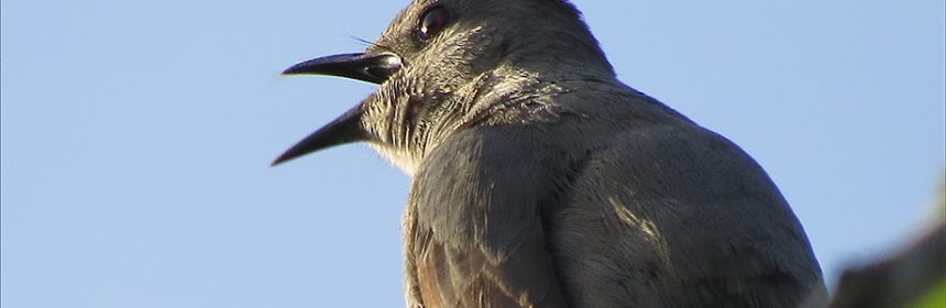 bird photography tips