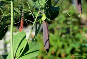 vegetable garden tour, Sugar Magnolia pea