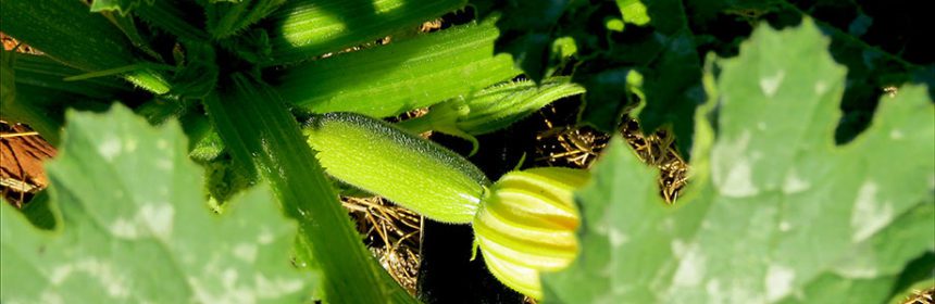 zucchinis