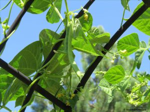 pole beans, vegetable garden update