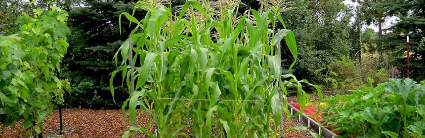 corn patch, sunlight