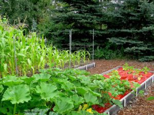 corn and squash plants, sunlight