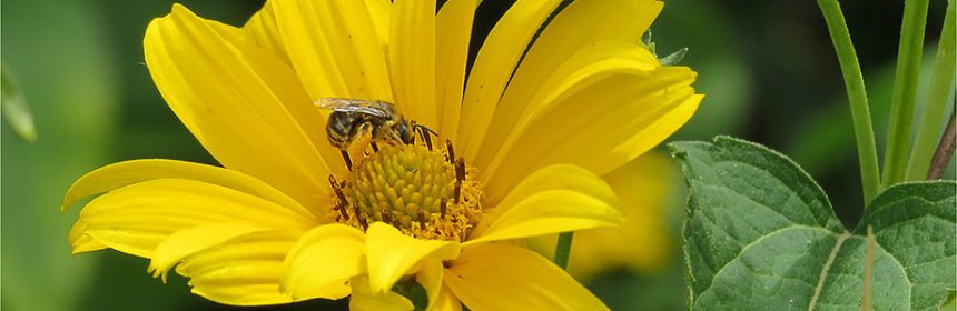 attracting pollinators, perennial sunflower 'Lemon Queen'