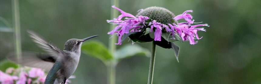 hummingbird