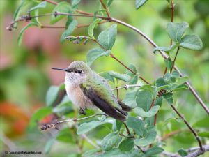 attract hummingbirds, bird photography tips