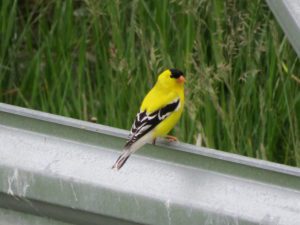 attracting birds, goldfinch