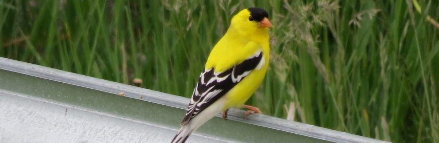 attracting birds, goldfinch