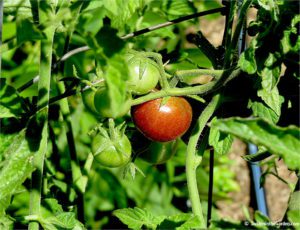 Black Cherry tomato,vegetable garden update