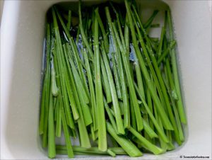 how to freeze celery