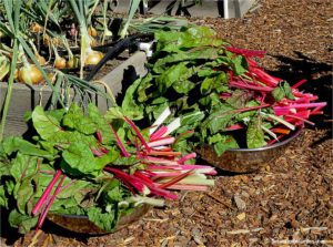 how to freeze Swiss chard