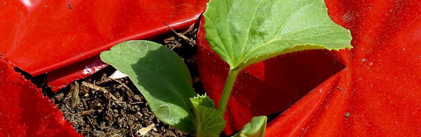 melon seedling, Insect ID