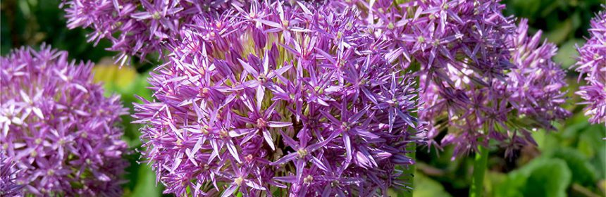 specialty bulbs