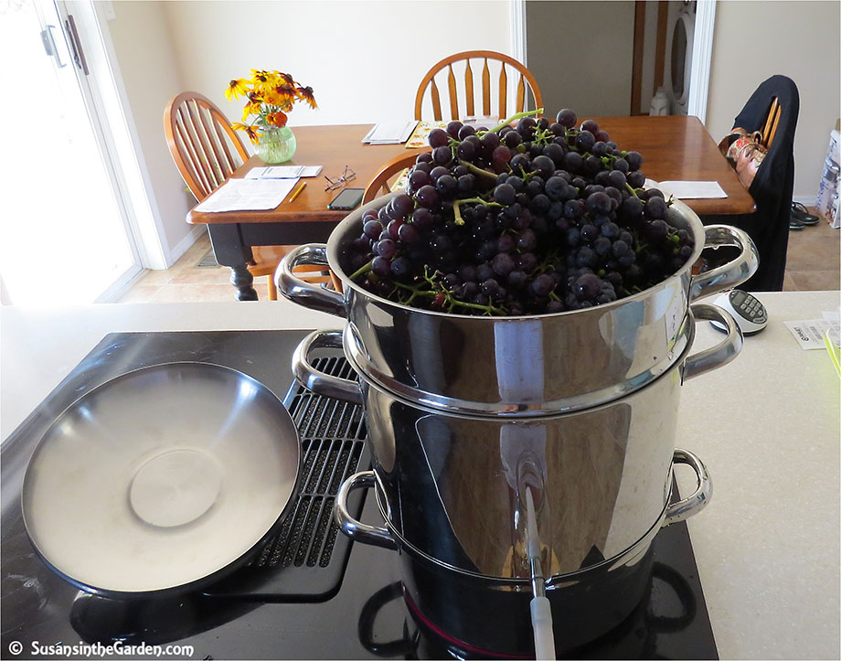 Grape steamer on sale juicer