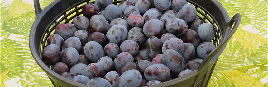 spiced plum butter