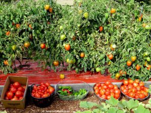 paste tomatoes