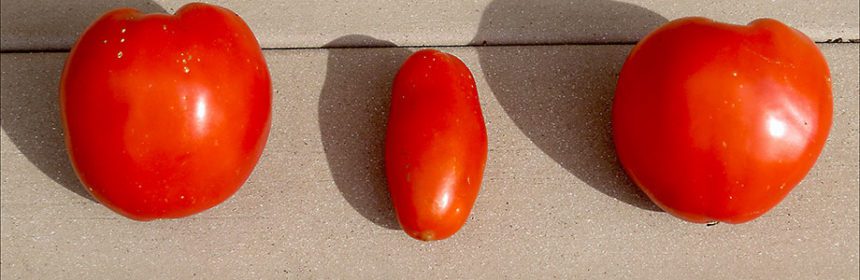 paste tomatoes