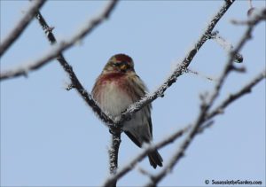 Common Redpoll