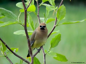 Cedar waxwings