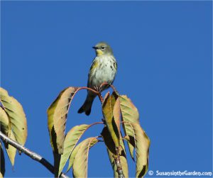 Yellow-rumped warbler