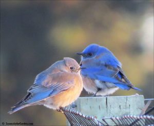 Western Bluebirds