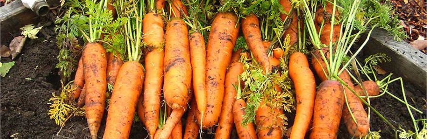 carrots, vegetable garden tour