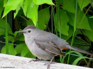 Grey catbird