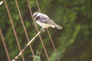 black-capped Chickadee
