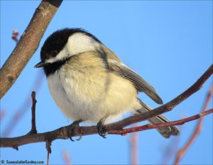 Black-capped chickadee