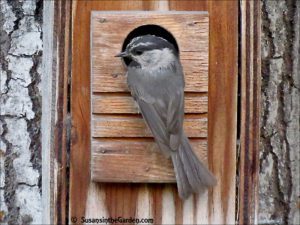 mountain chickadee