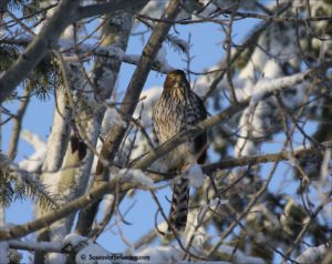 Cooper's hawk
