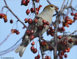 Pine Grosbeak