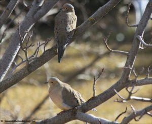 mourning doves